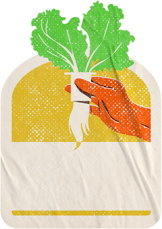  Retro Illustrative Hydroponic Lettuce Sticker